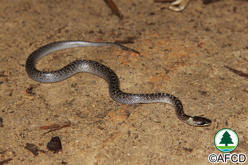 Hong Kong Biodiversity Online